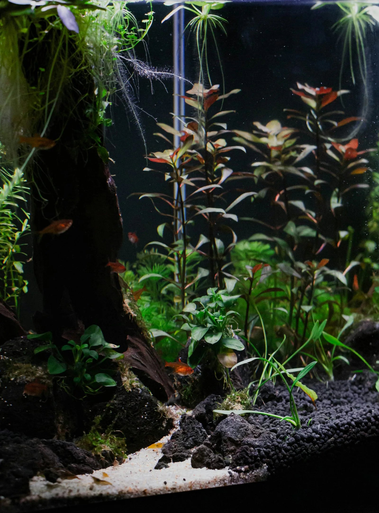 Freshwater and saltwater aquascape tank application